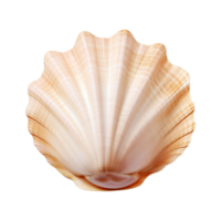 AI generated Seashell on transparent background png