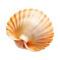 AI generated Seashell on transparent background png