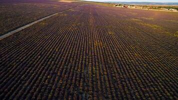 landelijk weg Aan lavendel veld. schot. stoffig weg passeert door lavendel veld- voor boerderij vervoer. mooi groot veld- met glad rijen van lavendel struiken video