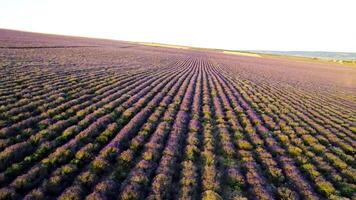 top visie van Purper rijen van lavendel veld. schot. mooi landschap van lavendel veld. boer veld- van geurig en nuttig lavendel struiken video