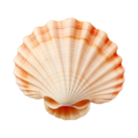 AI generated Seashell on transparent background png