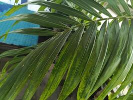 Poolside greenery photo. Perfect for magazines, newspapers and tabloids photo