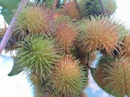 Photo of rambutan plant. Perfect for wallpapers, backgrounds, banners, web, advertisements and others with a plant theme