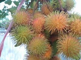 Photo of rambutan plant. Perfect for wallpapers, backgrounds, banners, web, advertisements and others with a plant theme