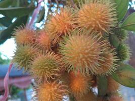 Photo of rambutan plant. Perfect for wallpapers, backgrounds, banners, web, advertisements and others with a plant theme