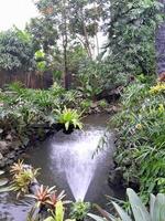 Photos of many plants and ponds. Perfect for magazines, newspapers and tabloids