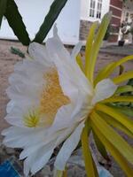 The dragon fruit blooming flower is taken during the day. This photo is perfect for calendars, magazines, posters, banners.