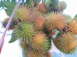 Photo of rambutan plant. Perfect for wallpapers, backgrounds, banners, web, advertisements and others with a plant theme