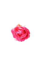 uma rosa vermelha png