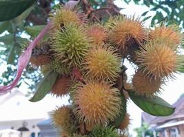 foto de rambután planta. Perfecto para fondos de pantalla, antecedentes, pancartas, web, anuncios y otros con un planta tema