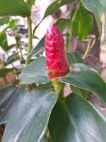 Photo of Costus spicatus plant. Perfect for magazines, newspapers and tabloids