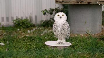 Captive snowy owl in a cage at a zoo or wildlife center. Funny little white owl. Polar owl in a cage at the zoo. photo