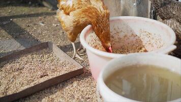 Chicken eats from the garbage can. photo