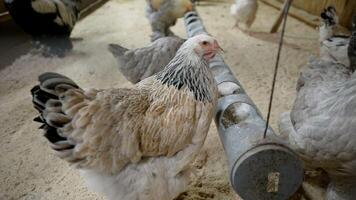 Domestic red chickensDomestic red chickens indoors in a chicken coop. Poultry farm in winter. indoors in a chicken coop. Poultry farm in winter. High quality photo