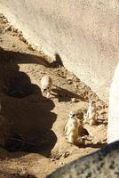 Meerkat in the zoo photo