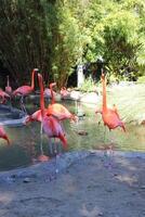 Flamingos in the water photo