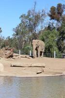 Elephant on the beach photo