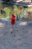 Flamingo on the beach photo