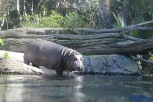 Hippo in the water photo