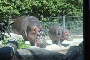 hipopótamo en habitat foto