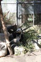 Panda Bear in habitat photo