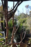 Koala Bear in the trees photo