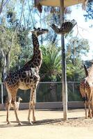 Giraffe eating in habitat photo