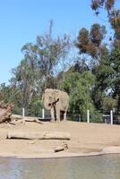 Beach front elephant photo