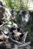 panda oso disfrutando un bocadillo foto