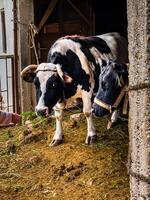 Black and white cows in a barn in a village photo