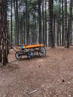 Old wooden carriage photo