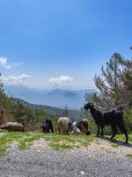 Goat on a mountain with a scenery view of the blue sky photo