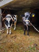 dos vacas en un granero en un pueblo foto