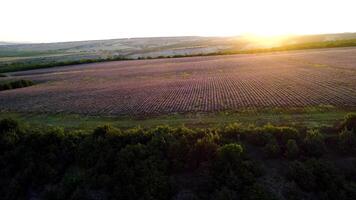 topp se av skön landskap med lavendel- fält på bakgrund av Sol. skott. lila fält av lavendel- blommar upplyst förbi strålar av gryning Sol video