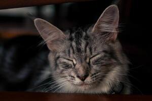 a cat is sleeping under a chair photo