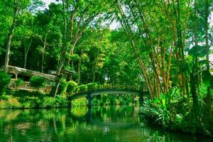 a bridge over a river in the middle of a lush green forest photo