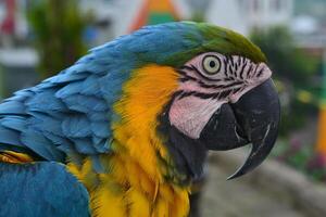 un cerca arriba de un azul y amarillo loro foto