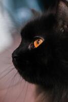 un negro gato con naranja ojos foto