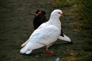 dos blanco aves en pie en un suciedad camino foto