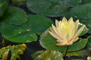 a yellow water lily in a pond with green leaves photo