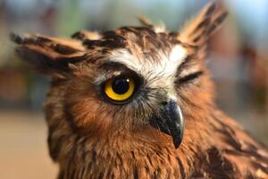 a close up of an owl with yellow eyes photo