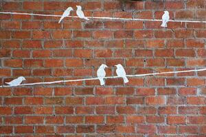 Picture of a white bird on a red brick wall photo