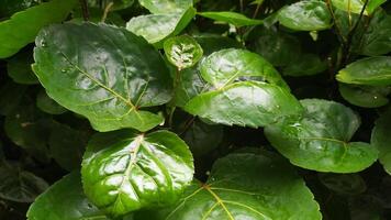 a photo of a small plant with morning dew creating a calm atmosphere