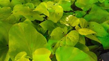 algunos plantas ese prosperar en brillante verde color con amplio hojas foto
