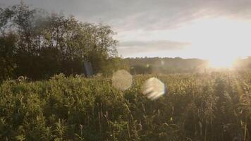 schön Aussicht von Feld mit hoch wild Gras im Sonnenlicht. Lager Filmaufnahme. hell Sonnenlicht Stürze schön auf Grün grasig Wiese auf Hintergrund von Bäume video