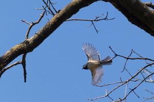 I love the look of this black-capped chickadee caught in the air as he's flying from the tree branch. His little wings extended to soar through the air. You can almost see light coming through them. photo