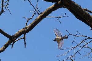 I love the look of this black-capped chickadee caught in the air as he's flying from the tree branch. His little wings extended to soar through the air. You can almost see light coming through them. photo