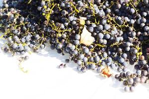 I love the look of these concord grapes spread out on top of a white background. The deep colors of the berry strands out from the green stems. These berries can make wine or jelly. photo