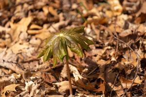 This may apple plant is sitting in the wooded area around brown leaves. This plant is given the name since they normally are seen in May and grow apple looking fruit. I love the large green leaves. photo