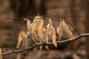 The leaves of an American beech tree. The branch had fallen and leaves have died leaving the beautiful remnants of the brown decay. This image was beautiful to me and showed the change of season. photo